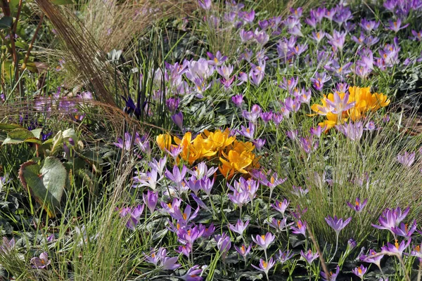 Krokusblommor Vårflora — Stockfoto