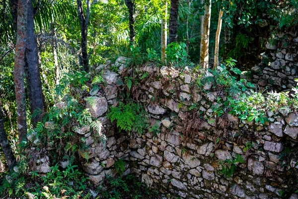 石の壁は 熱帯林の植物で覆われています キューバの奴隷家の遺跡 — ストック写真