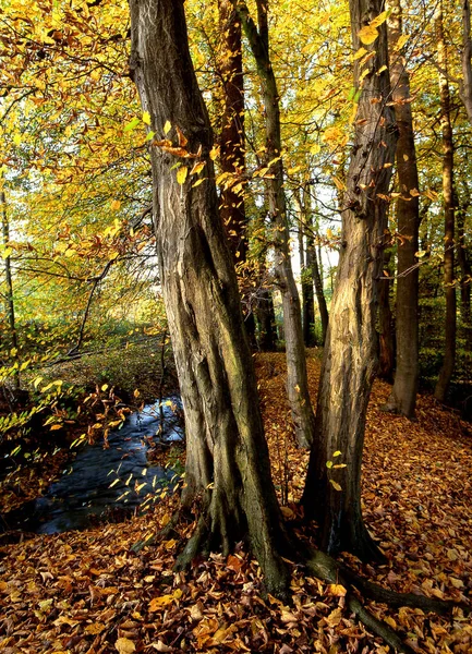 Bílý Buk Bočním Světle Blízkosti Extertal Nalhof Lippe Germany — Stock fotografie