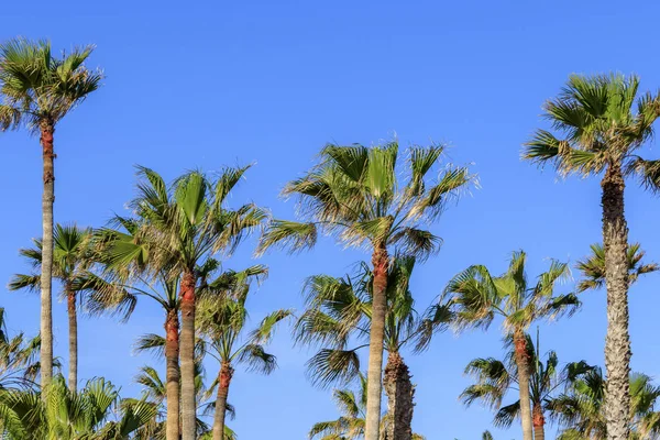 Palmbomen Met Een Blauwe Hemel — Stockfoto