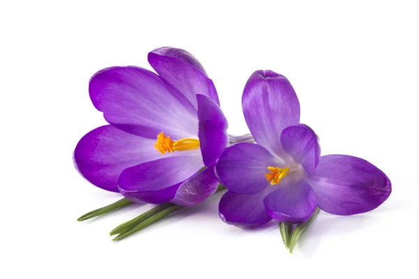 Crocus Vit Bakgrund Färska Vårblommor — Stockfoto