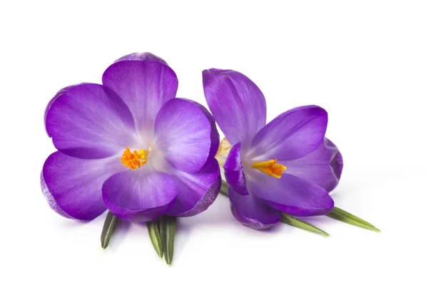 Beyaz Arka Planda Crocus Taze Bahar Çiçekleri — Stok fotoğraf