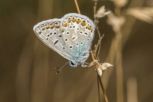 Pazur Bluebell Siedzi Źdźble Trawy — Zdjęcie stockowe