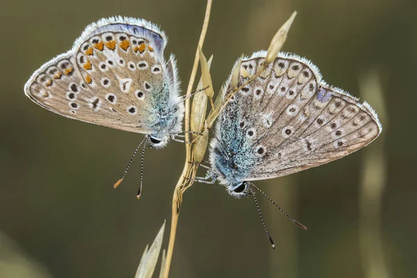 Hominy Pareja Ojos Azules Una Hoja Hierba — Foto de Stock