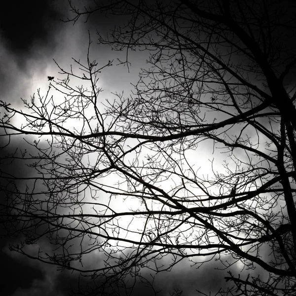 Suchý Strom Větev Zamračený Den Pou Itím Jako Víceúčelový Přirozeného — Stock fotografie