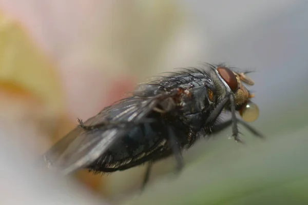 Close Van Een Insect Wilde Natuur — Stockfoto