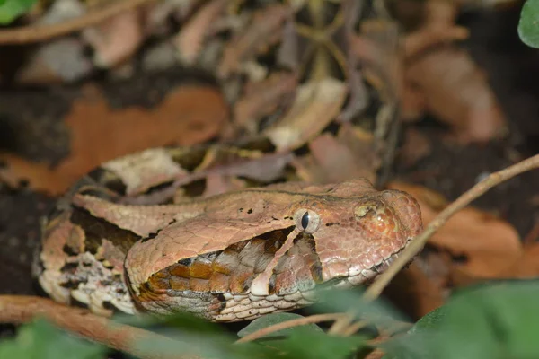 Dangerous Snake Viper Animal — Stock Photo, Image
