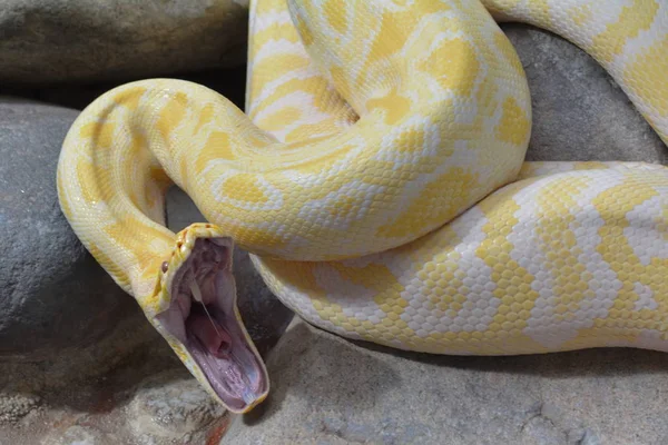 Serpiente Peligrosa Depredador Reptil Piel Serpiente — Foto de Stock