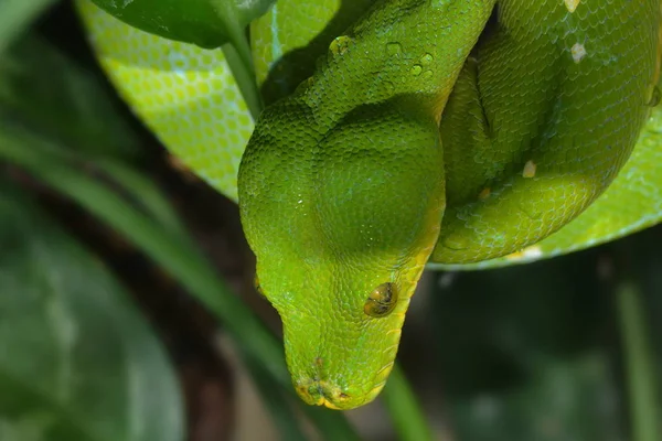 Grüne Raupe Auf Dem Blatt — Stockfoto