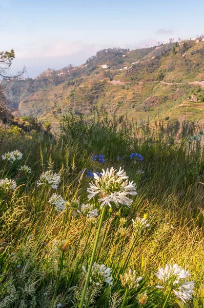 莱瓦达沿着山村登山 东部马德拉的梯田 莱瓦达 托罗诺斯 卡马卡 开着典型的花 — 图库照片