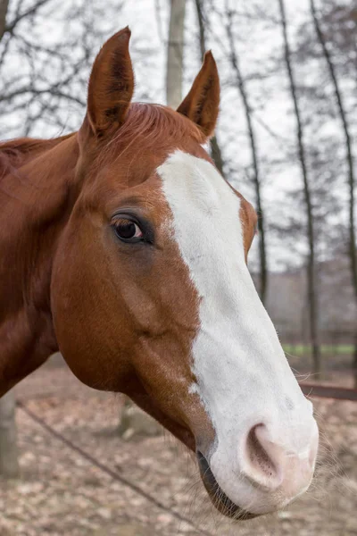 Çiftlikteki Otlakta Üzgün Kestane Atı — Stok fotoğraf