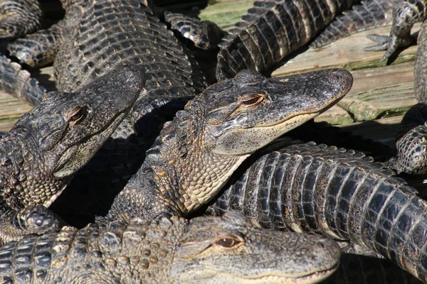 Alligator Krokodile Wildtiere Gefährliches Reptil Raubtier — Stockfoto