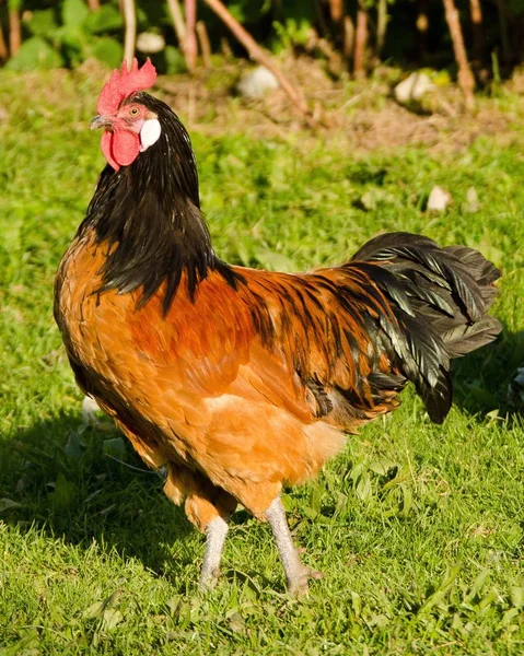 Hahn Auf Dem Gras — Stockfoto