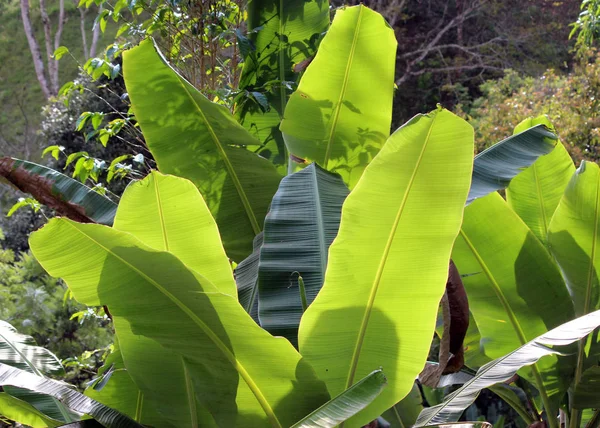 Folhas Banana Tanzânia África Oriental — Fotografia de Stock