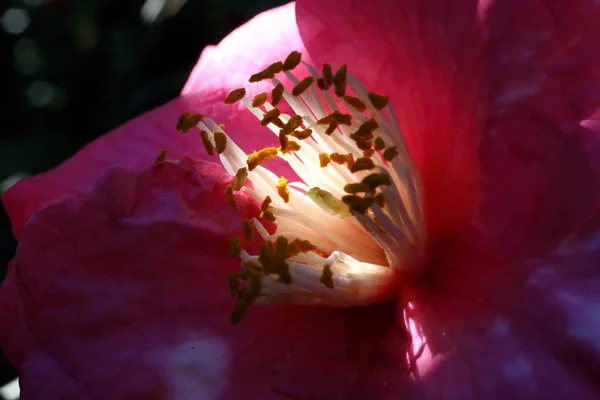 Camellia Flower Bloom Flora — Stock Photo, Image