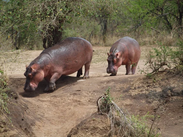 Hippos Orilla Cráter Ngorongoro —  Fotos de Stock