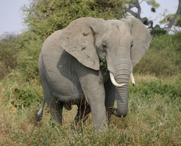 Éléphant Afrique Dans Désert — Photo