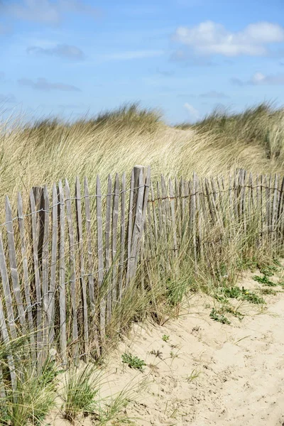 Egy Ösvény Blankenberge Dűnéiben Északi Tengeren Belgiumban Fakerítések — Stock Fotó