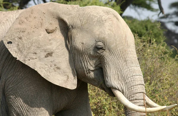 Αφρικανικό Μεγάλο Ζώο Ελέφαντας — Φωτογραφία Αρχείου