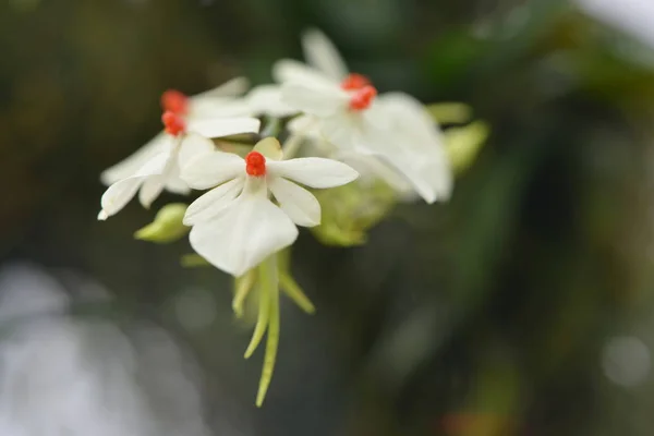 Лепестки Орхидей Красота Флоры — стоковое фото