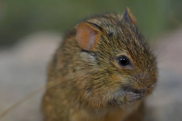 Közel Egy Aranyos Mókus — Stock Fotó