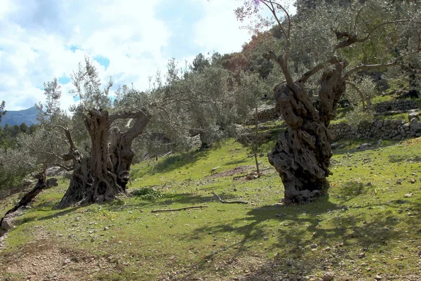 Old Olive Trees Mallorca — Stock Photo, Image