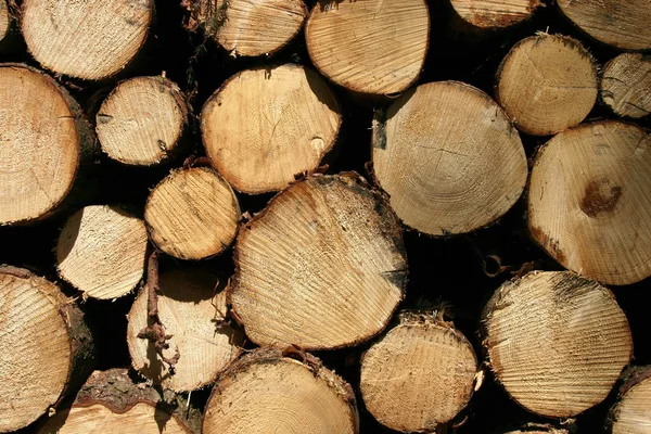 Ein Geschnittener Holzstapel Licht — Stockfoto