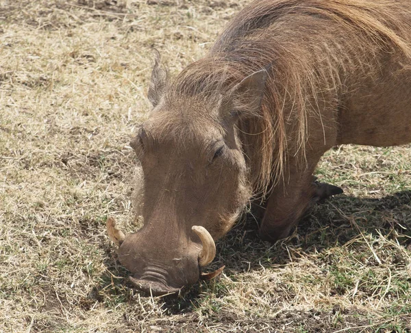 Warthog Serengeti — Fotografia de Stock