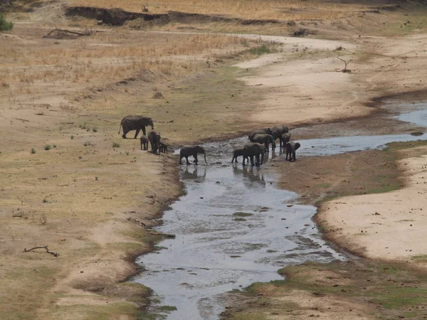Tarangire Ulusal Parkı Ndaki Filler — Stok fotoğraf