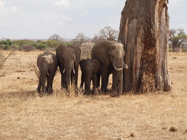 Elefantes Parque Nacional Del Tarangire — Foto de Stock