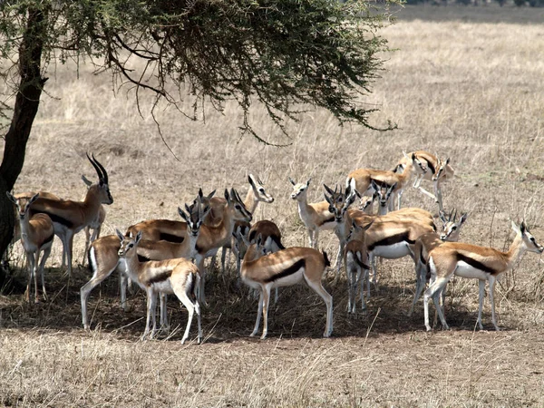 Thompsen Gazelles Acacia Tree Serengeti — Stock fotografie