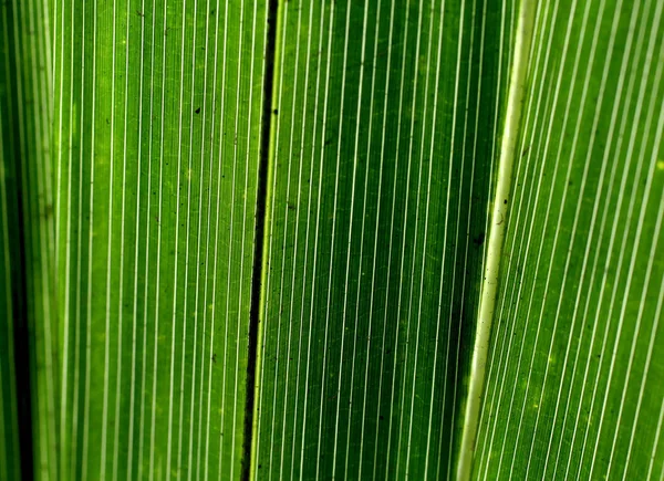 Foglia Una Sega Palmetto — Foto Stock