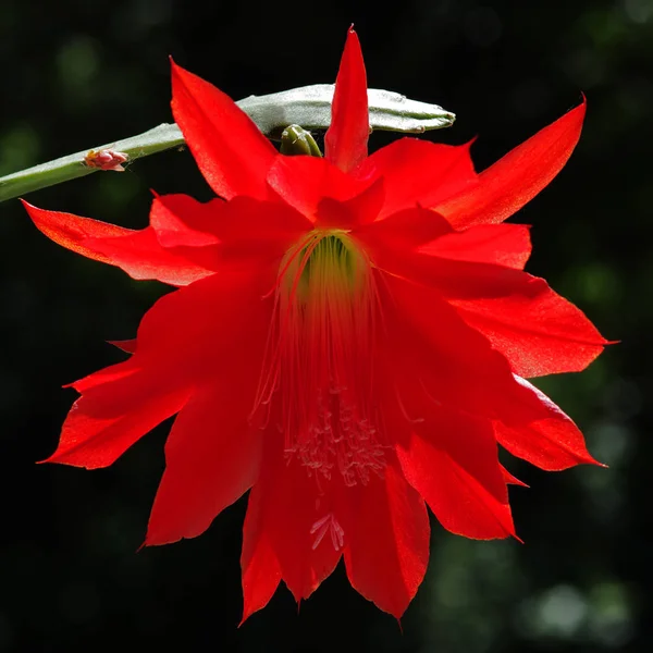 Blossom Easter Cactus Hatiora — Stock Photo, Image
