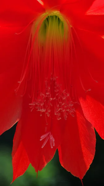 Paskalya Kaktüsünün Çiçeği Hatiora — Stok fotoğraf
