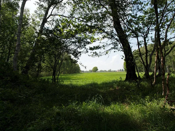 Widok Łąkę Lesie — Zdjęcie stockowe