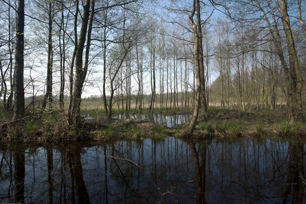 Vatten Reflektion Med Alder Träd Vid Sjön — Stockfoto