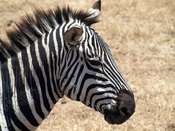 Siyah Beyaz Çizgili Zebra Hayvanı Memeli — Stok fotoğraf