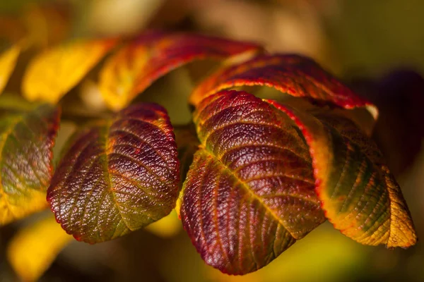 紅葉の秋の気分 — ストック写真