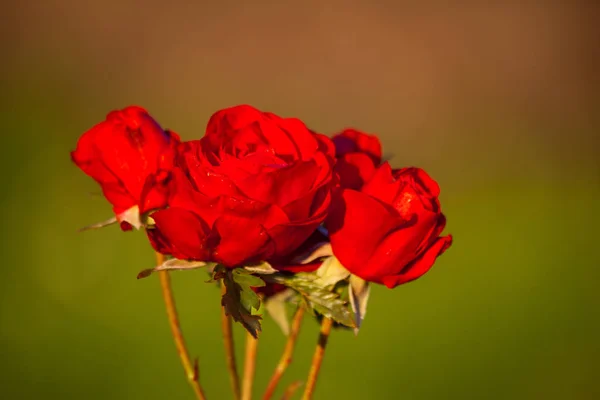 Bloesem Roos Bloemblaadjes Flora — Stockfoto