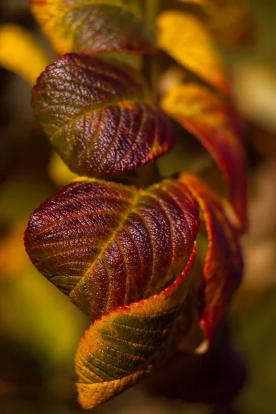 紅葉の秋の気分 — ストック写真