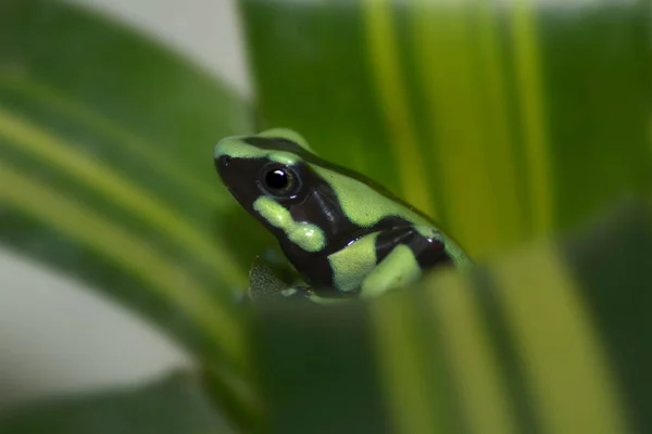 Animal Anfibio Reptil Rana — Foto de Stock