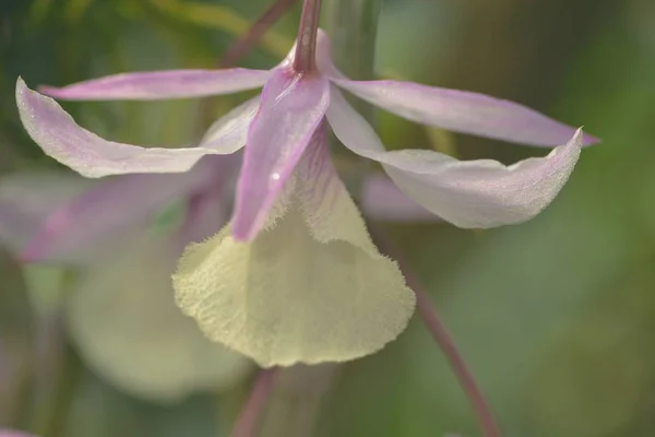 Schöne Orchideenblumen Blühen — Stockfoto