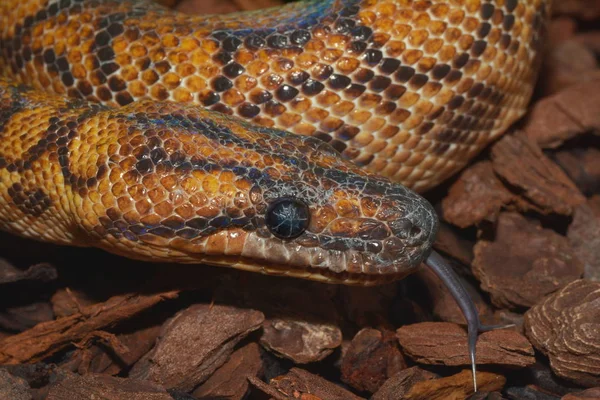 Gros Plan Serpent Dans Zoo — Photo