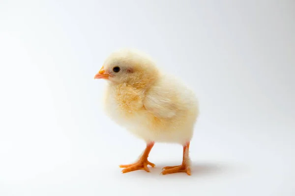 Маленький Желтый Цыпленок Фоне Яркого Фона — стоковое фото