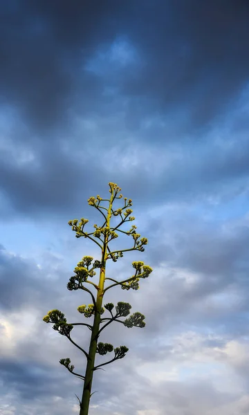 Karanlık Gökyüzünün Önünde Agave — Stok fotoğraf