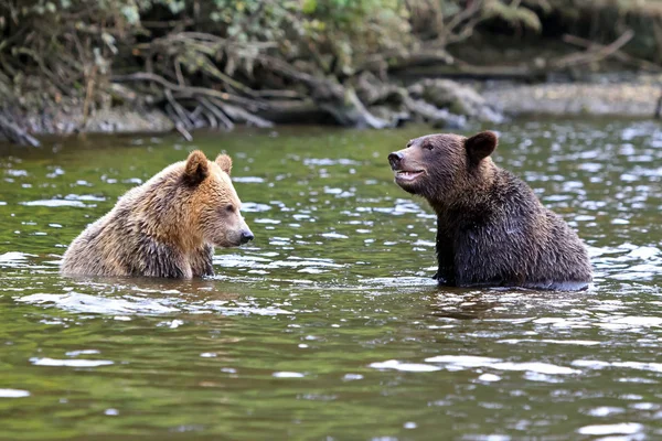 Grizzlies Knight Inlet Canada — Stock Photo, Image