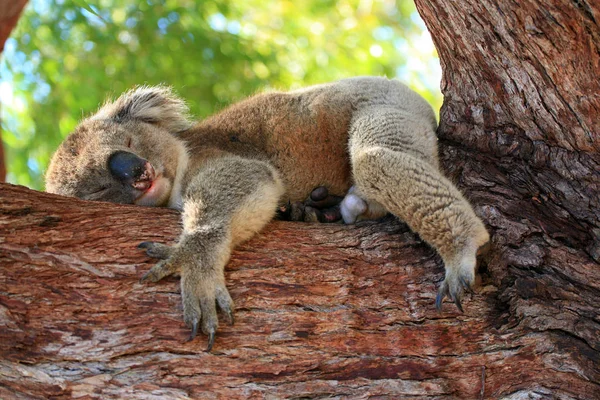 Koala Bear Wildlife Tree Animal — Stock Photo, Image