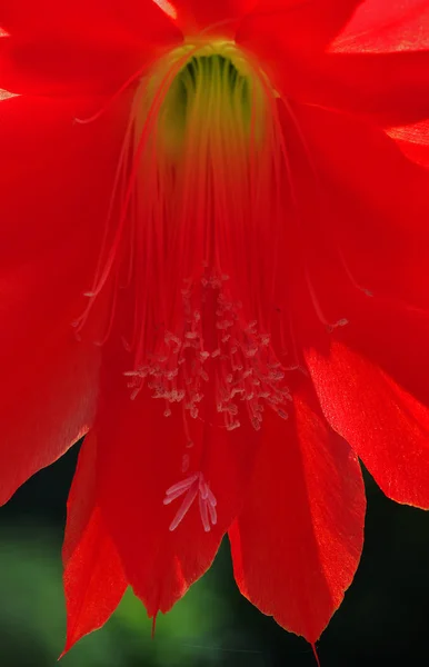 Цвітіння Великодніх Кактусів Хітора — стокове фото