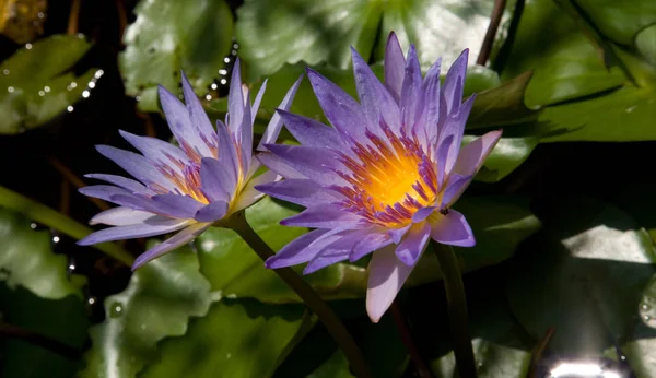 睡蓮池の花自然界の植物 — ストック写真