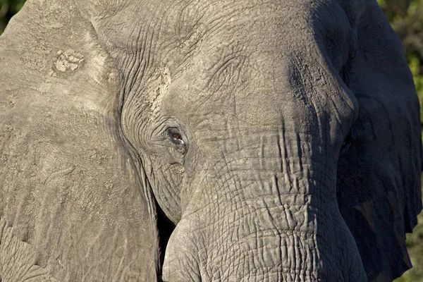 Elefante Toro Reserva Caza Moremi — Foto de Stock